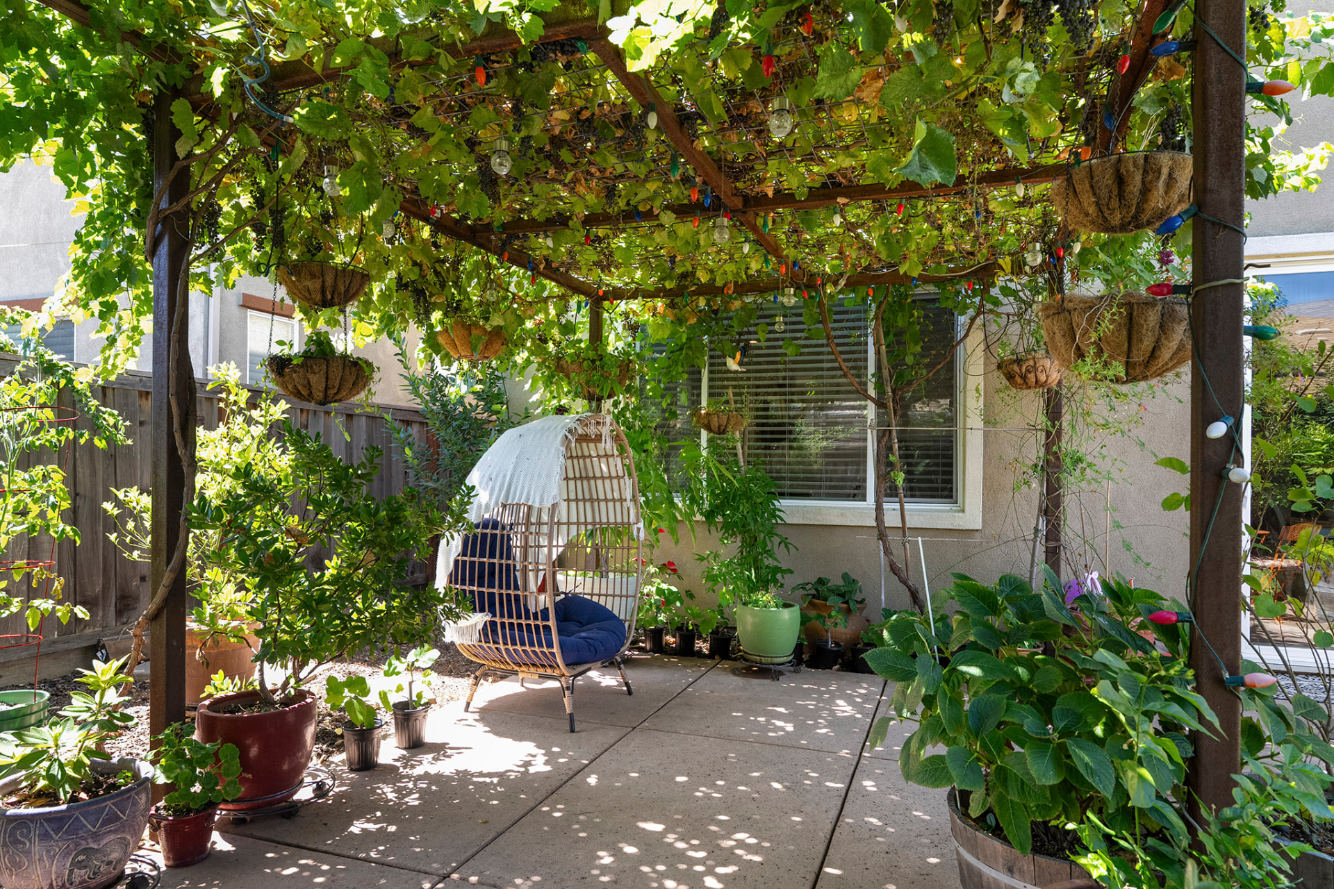 Mature grape arbor shading a wicker egg chair on the backyard patio