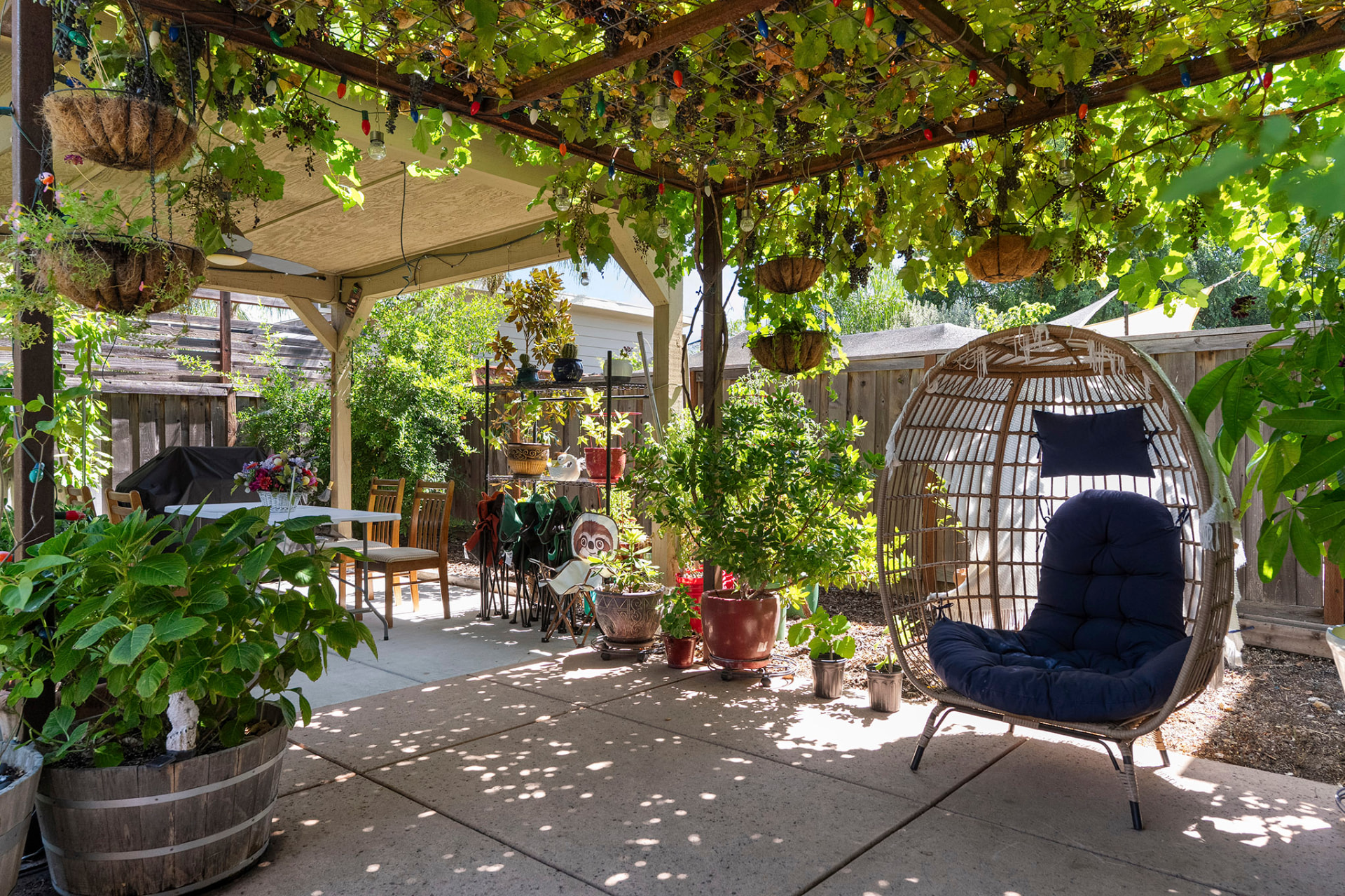 Wide view of the mature grape arbor and patio strung with lights
