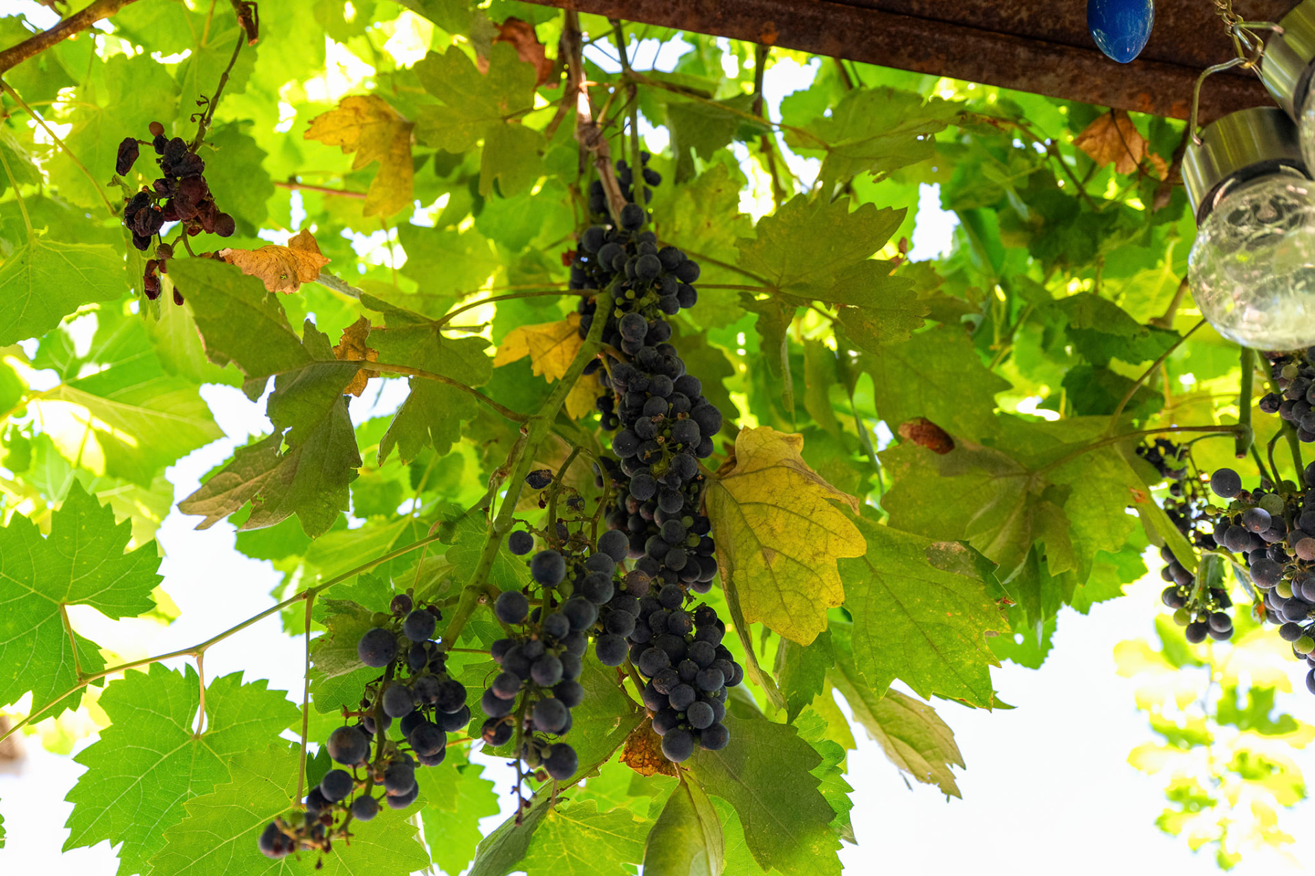 Ripe purple grapes hanging from the mature backyard arbor